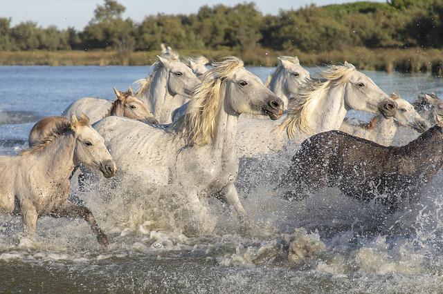 camargue chevaux dans l'eau